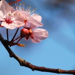 cheery cherry blossom-homepage-carousel