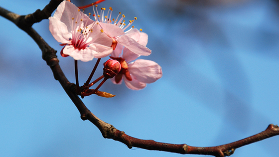 cheery cherry blossom-homepage-carousel